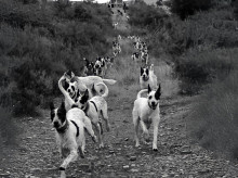 Suelta de perros de caza