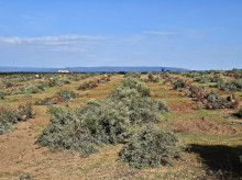 Olivos talados en una finca donde se prevé la instalación de una planta solar.