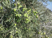 Aceitunas de verdeo en el olivo