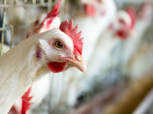 Imagen de archivo de una gallina en una granja