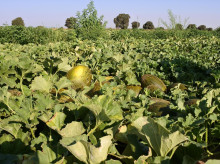 (Foto de ARCHIVO)
Melón, cultivos, campo, agricultura, agrario, PAC

REMITIDA / HANDOUT por JCCM
Fotografía remitida a medios de comunicación exclusivamente para ilustrar la noticia a la que hace referencia la imagen, y citando la procedencia de la imagen en la firma
24/8/2018