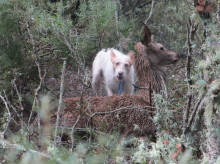 El Capricho, solo, acosando a un vareto