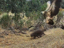 Un buitre ataca a un meloncillo que trata de quedarse con comida disponible