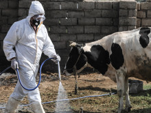 Un veterinario desinfecta una explotación de ganado vacuno