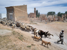 El pastor Luis Villar con sus ovejas en el campo de Belchite, Aragón