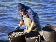 Pescador en Vilagarcía de Arousa.