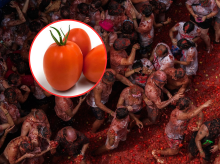 Imagen de archivo de la Tomatina de Buñol, y arriba a la izquierda la variedad de tomate pera