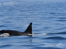 Una de las orcas presentes en las Rías Baixas gallegas el pasado domingo