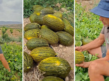 Truco para para evitar que los jabalíes se coman sus melones