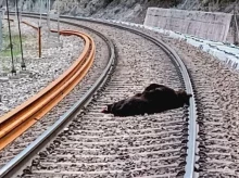 Muere un oso pardo arrollado por un tren en Campoo de Enmedio