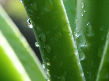 Planta de aloe vera