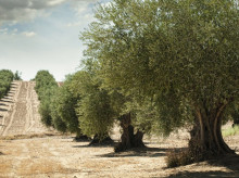 Olivar