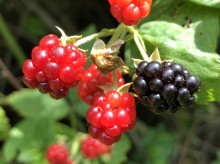 Las moras es un alimento rico en