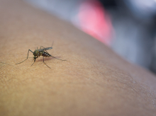 Un mosquito, transmisor de enfermedades, pica a una persona