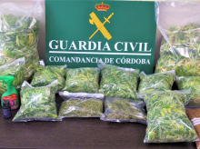Marihuana intervenida por la Guardia Civil