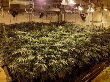 Plantación 'indoor' de marihuana en fraude eléctrico