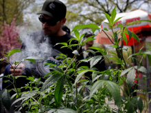 Una planta de marihuana mientras una persona fuma un porro durante una celebración en Nueva York