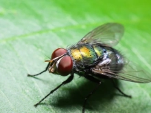 Una mosca común