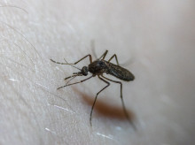 Mosquitos