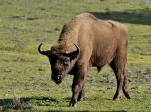 Ejemplar de bisonte en la Sierra de Andújar