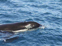 Orcas en aguas del Estrecho de Gibraltar