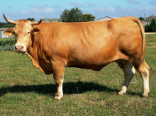 Vaca rubia gallega