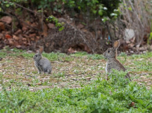 Unos conejos en un parque a las afueras de Zaragoza