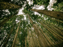 Imagen de un bosque