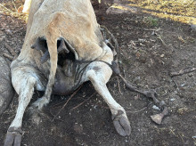 Una vaca atacada por buitres en las provincia de Soria