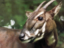El saola (Pseudoryx nghetinhensis), una especie rara y en peligro de extinción, no ha sido visto en estado salvaje desde 2013