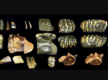 Restos arqueológicos relacionados con Homo erectus hallados bajo el agua en Java