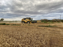 Campo de cultivo de cereal.