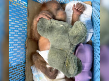 Una de las crías de orangután decomisadas en Tailandia