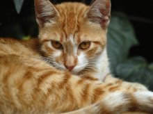 Gato naranja