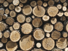 Troncos de madera