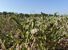 Los agroasesores son una pieza clave en la agricultura madrileña