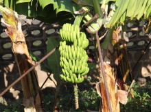 Plátanos de Canarias en el árbol