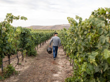 Viñedo de las Bodegas Cruz de Alba, en la Ribera del Duero (Quintanilla de Onésimo, Valladolid)