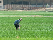 Un agricultor en una explotación de arroz en Extremadura