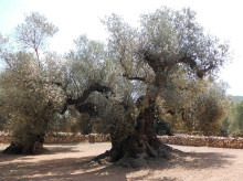 El olivo milenario “la Farga del Arión”, en Ulldecona (Tarragona)