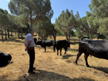 Ganado para paliar los incendios de verano en Madrid