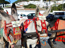 Los burros-taxi son un reclamo turístico en Mijas