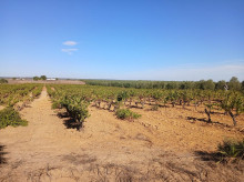Viñedos tradicionales de secano en el entorno de Doñana