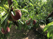 Árbol frutal en Extremadura