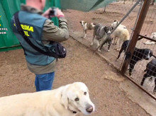 Inspección de la protectora en el marco de la operacón 'Discrepancias'

REMITIDA / HANDOUT por GUARDIA CIVIL
Fotografía remitida a medios de comunicación exclusivamente para ilustrar la noticia a la que hace referencia la imagen, y citando la procedencia de la imagen en la firma
04/7/2025