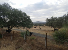 Los Carrizos Finca Mario Conde