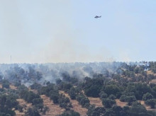 Incendio en un olivar