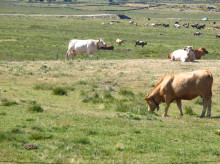 Unas vacas pastan, en una imagen de archivo