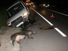 Los atropellos son muy habituales especialmente por la noche, que es cuando están más activos