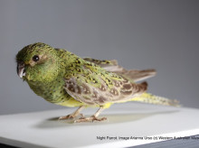 Ejemplar de loro nocturno (Pezoporus occidentalis)